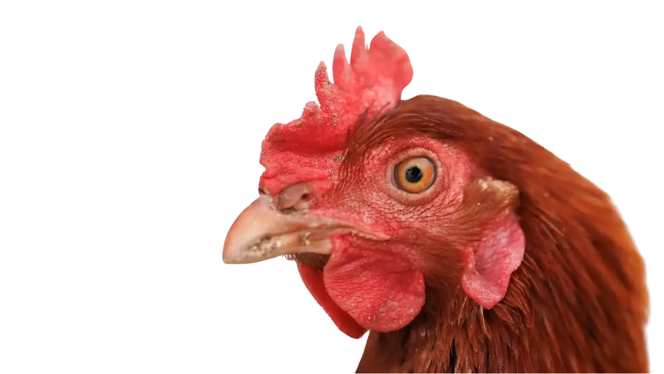 A Chicken